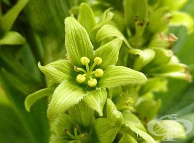  ( ,  ) (veratrum) | ATC C02KA01 - 