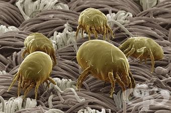   (house dust mites) | ATC V01AA03 - 