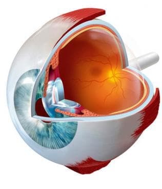  o  (Other ophthalmologicals) | ATC S01XA - 
