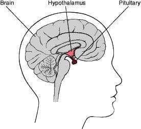          (Other anterior pituitary lobe hormones and analogues) | ATC H01AX - 