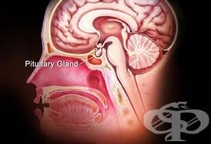       (POSTERIOR PITUITARY LOBE HORMONES) | ATC H01B - 