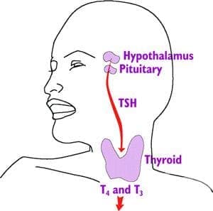   (Thyroid hormones) | ATC H03AA - 