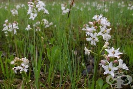 Водна детелина, Блатен трилистник, Горчивче - изображение