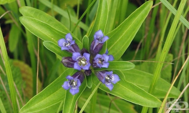 Синя тинтява, Горчива трева, Мъжка тинтява - изображение