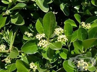 Чашкодрян - изображение