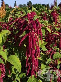 Амарант, Щир, Куча лобода - изображение