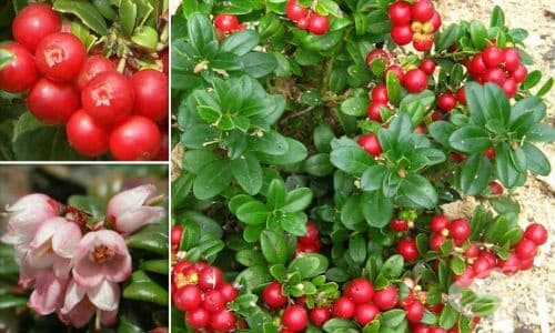 Боровинка червена, Кокази, Кокоз, Суница, Червена брусница - изображение
