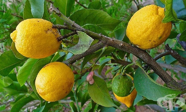 Лимон - изображение