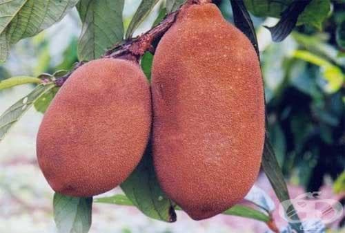 Купуасу - изображение