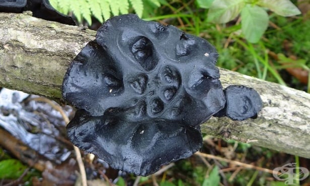 Черна желатинка, Жлезиста ексидия - изображение