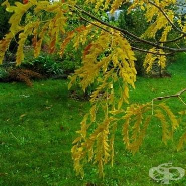 Гледичия - изображение