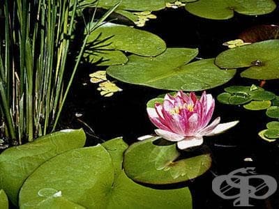 Водна лилия, Бяла водна лилия, Лотос, Водна роза, Русалка - изображение