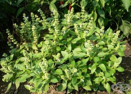 Босилек (Ocimum basilicum) | Ботаника