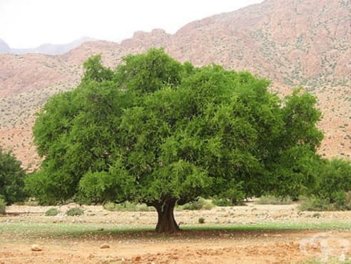 Арганово дърво - изображение