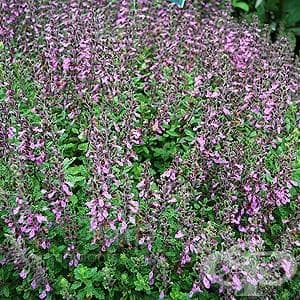 Червено подъбиче, Горчива чубрица - изображение