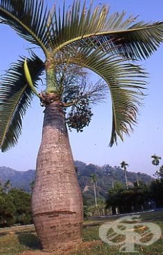 . Arecaceae (Palmaceae, ) - 