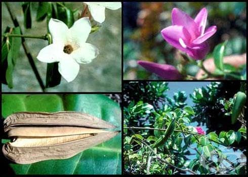 . Asclepiadaceae - 
