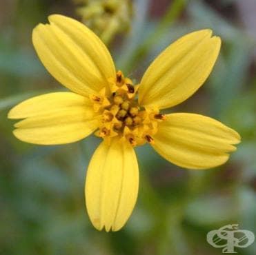 . Asteraceae (Compositae, ) - 