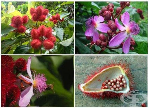 . Bixaceae - 