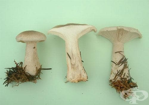  Agaricales - 