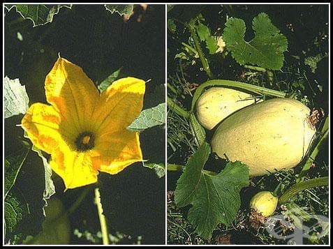 . Cucurbitaceae () - 