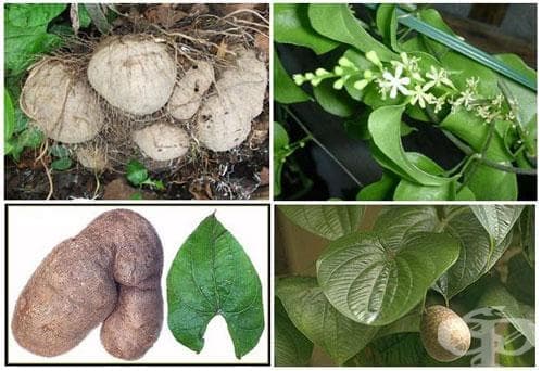 . Dioscoreaceae () - 