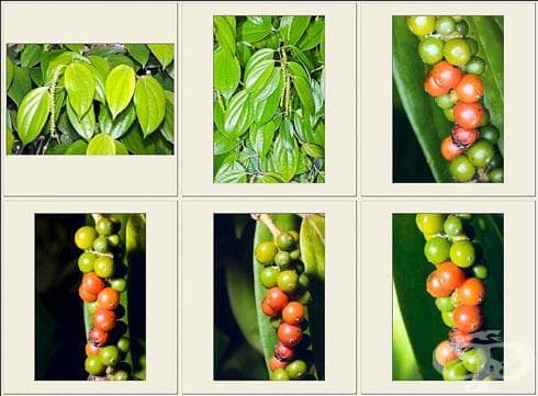 . Piperaceae () - 