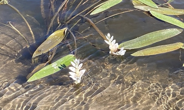 ��������� Aponogetonaceae - �����������