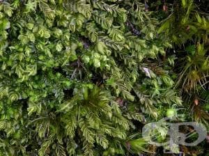 ������ Jungermaniales - �����������