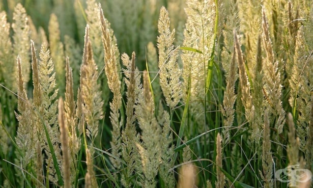 . Poaceae (Gramineae, ) - 