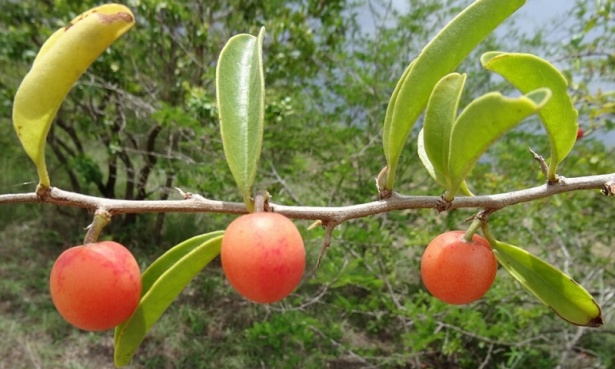 ���. Olacaceae - �����������