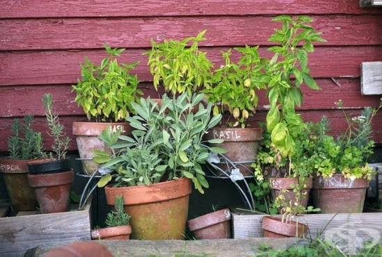 Отглеждане на билки в саксия и в градината - изображение