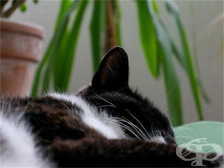 Грип мъчи котките в Перник - изображение