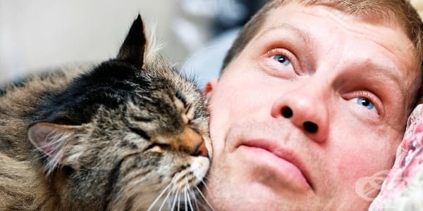 Котките могат да лекуват своите стопани - изображение