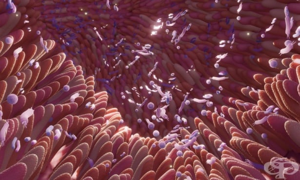 Чревните бактерии играят ключова роля за възстановяването на черния дроб - изображение