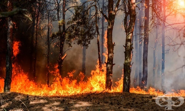 Как праховите частици от пожарите в Австралия достигат далечни краища на света  - изображение