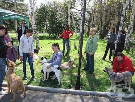 Кампанията за осиновяване на кучета в Бургас завърши - шест четириноги са с нови стопани - изображение