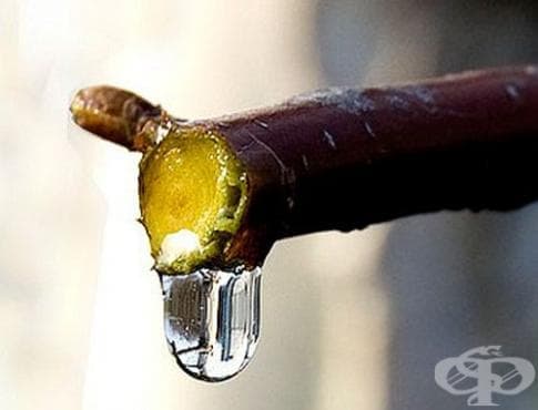 Сок от бреза - изображение
