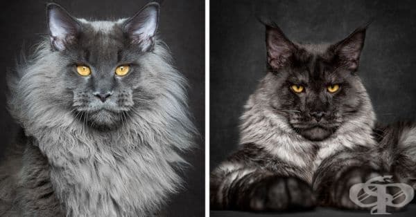 25 снимки за Мейн Кун – кралете на котките - изображение
