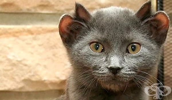 Виждали ли сте котка с четири уши? - изображение