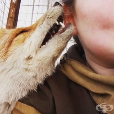 Вижте как живеят хората, които са решили да отглеждат лисица за домашен любимец - изображение