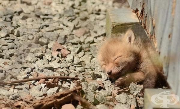 Баща и дъщеря намират бебета лисичета в задния двор - изображение