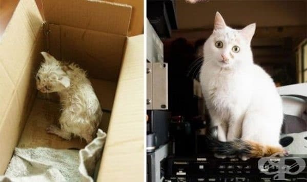 9 котки преди и след осиновяването - изображение