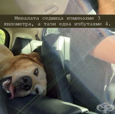 27 животни, които са толкова фотогенични, че могат да имат над милион последователи в социалните мрежи - изображение