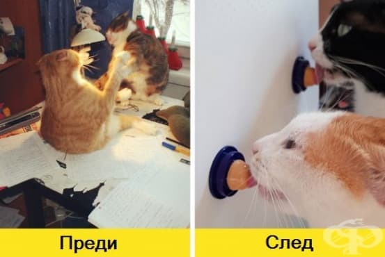 14 страхотни идеи, които могат да подобрят живота на котката ви у дома - изображение