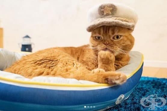 20 снимки на котки с шапки - изображение