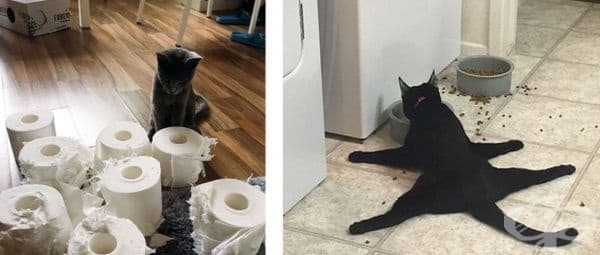 20 смешни снимки на котки, които доказват, че тези животни са пълни с изненади - изображение