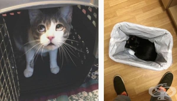 30 смешни котки, които се крият, за да избегнат посещението при ветеринар - изображение