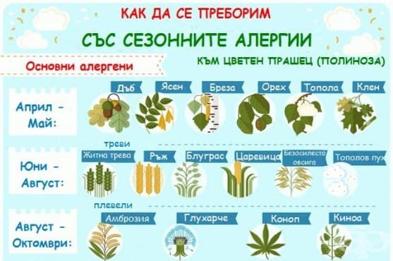 Как да се справим със сезонните поленови алергии (инфографика) - изображение