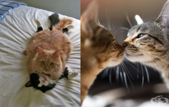 14 котки, готови за Св. Валентин - изображение